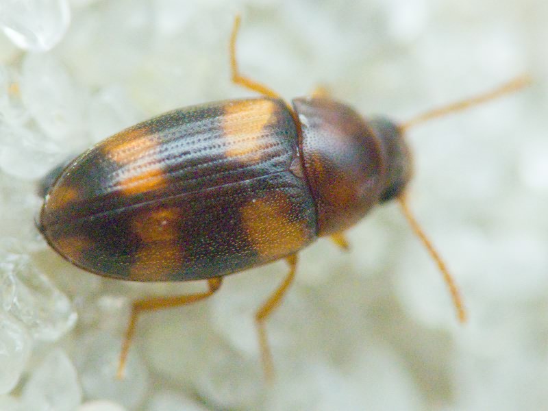 Alphitophagus bifasciatus (Say, 1823)